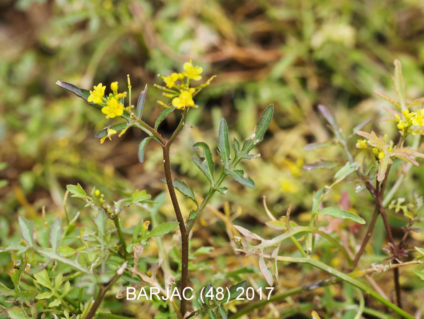 Yellow-cress, (Wood) plant